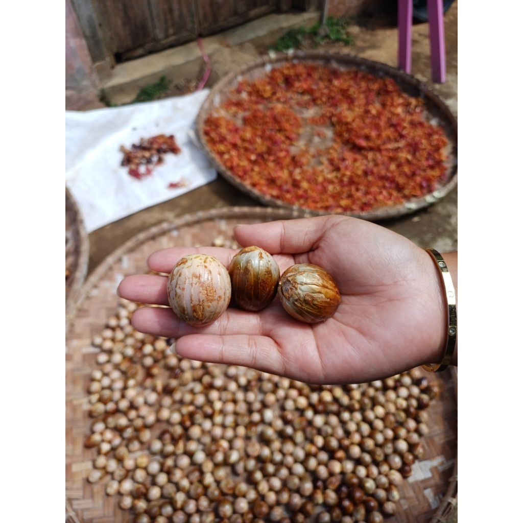 

Buah Pala Asli Pilihan 1 kg