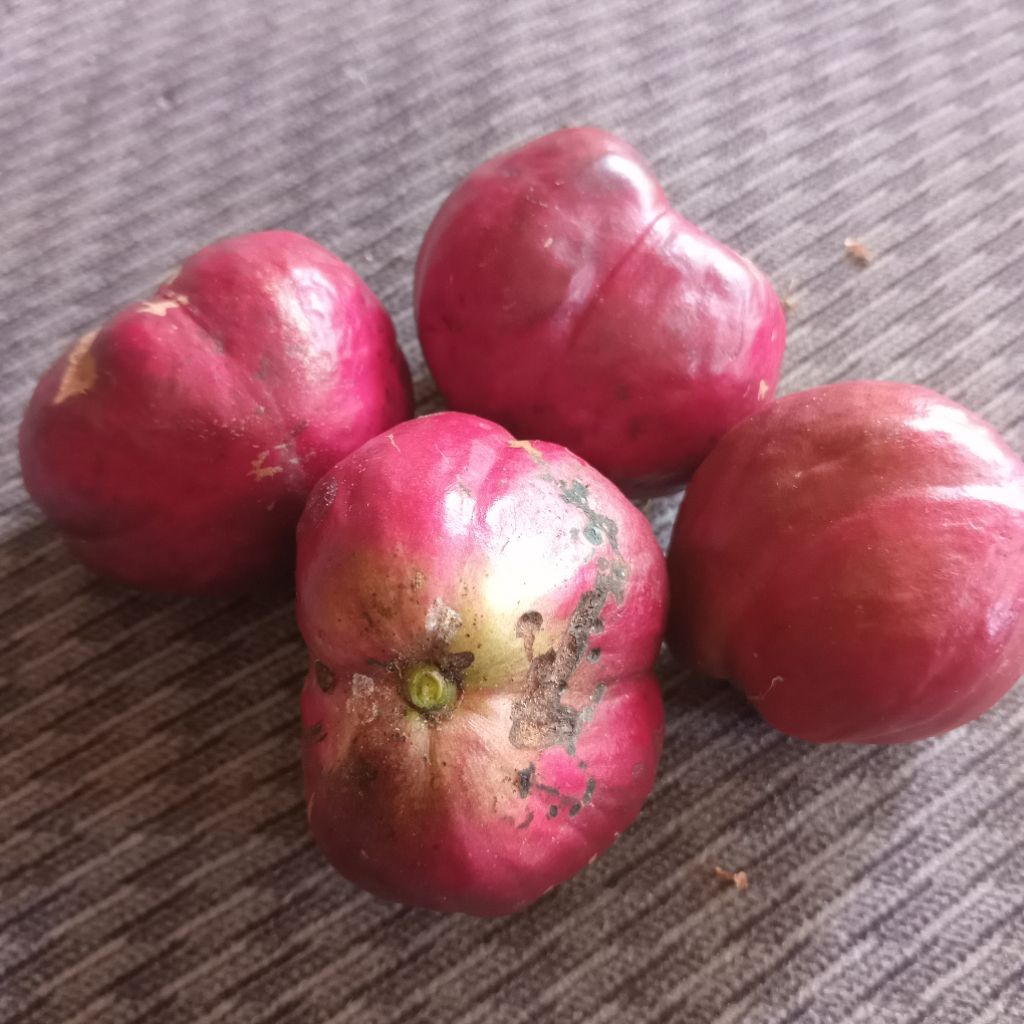 

Jual buah mahkota dewa kuwalitas bagus petik langsung dari pohonnya 500 g