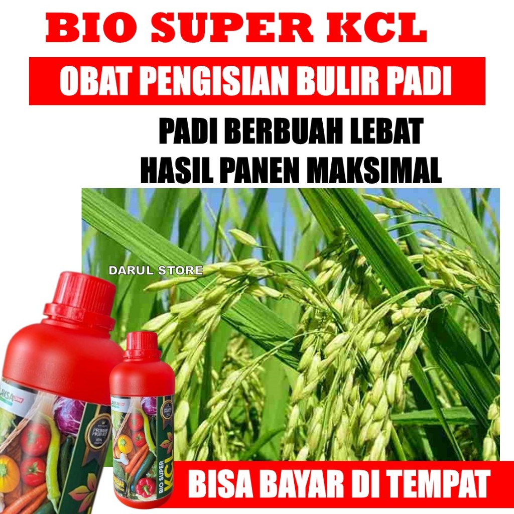BIO KCL PLUS 500ML PUPUK Cair Untuk Booster Buah Bulir Padi Paling Manjur Terbaik - Obat Pengisian B