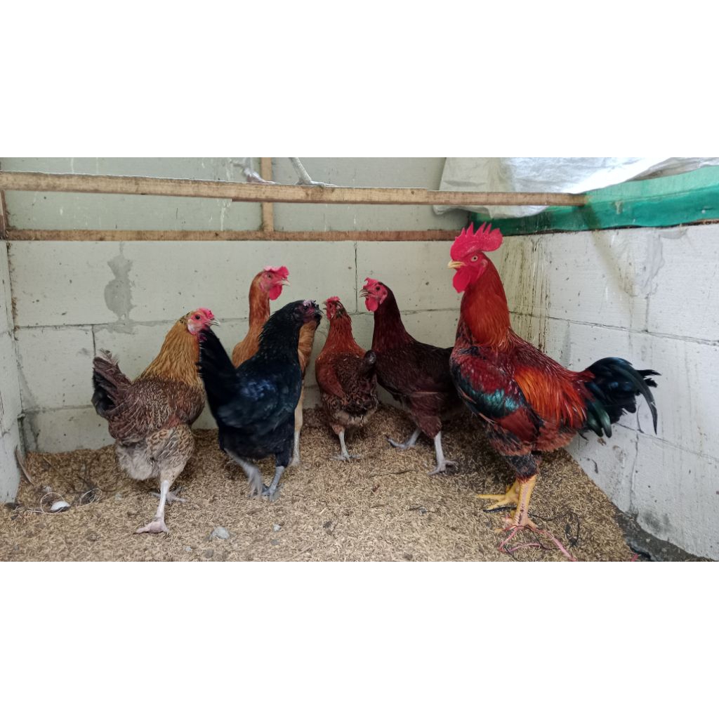 

Telur Tetas Ayam Maron Original