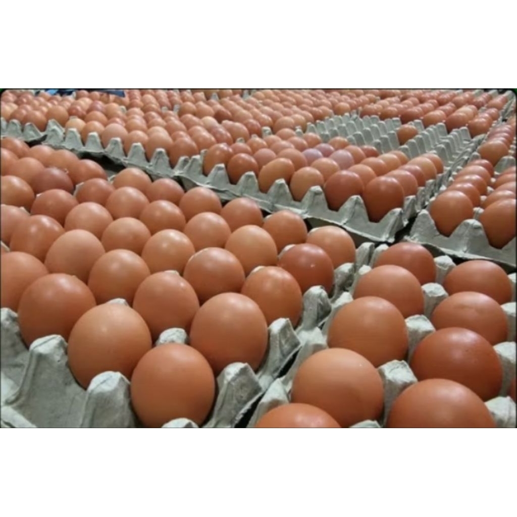 

TELOR AYAM NEGRI GRADE A (FRESH DARI KANDANG FREE PACKING)