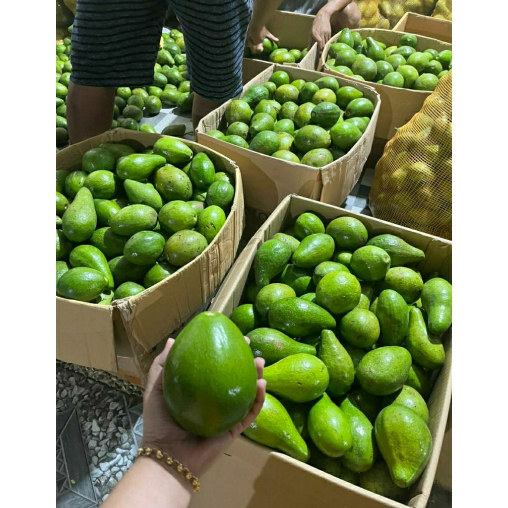 

Alpukat mentega lokal super murah 1kg isi 3-4-5