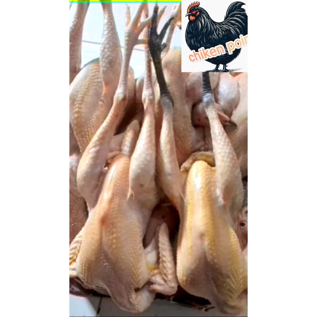 

Ayam kampung Segar 500 - 600