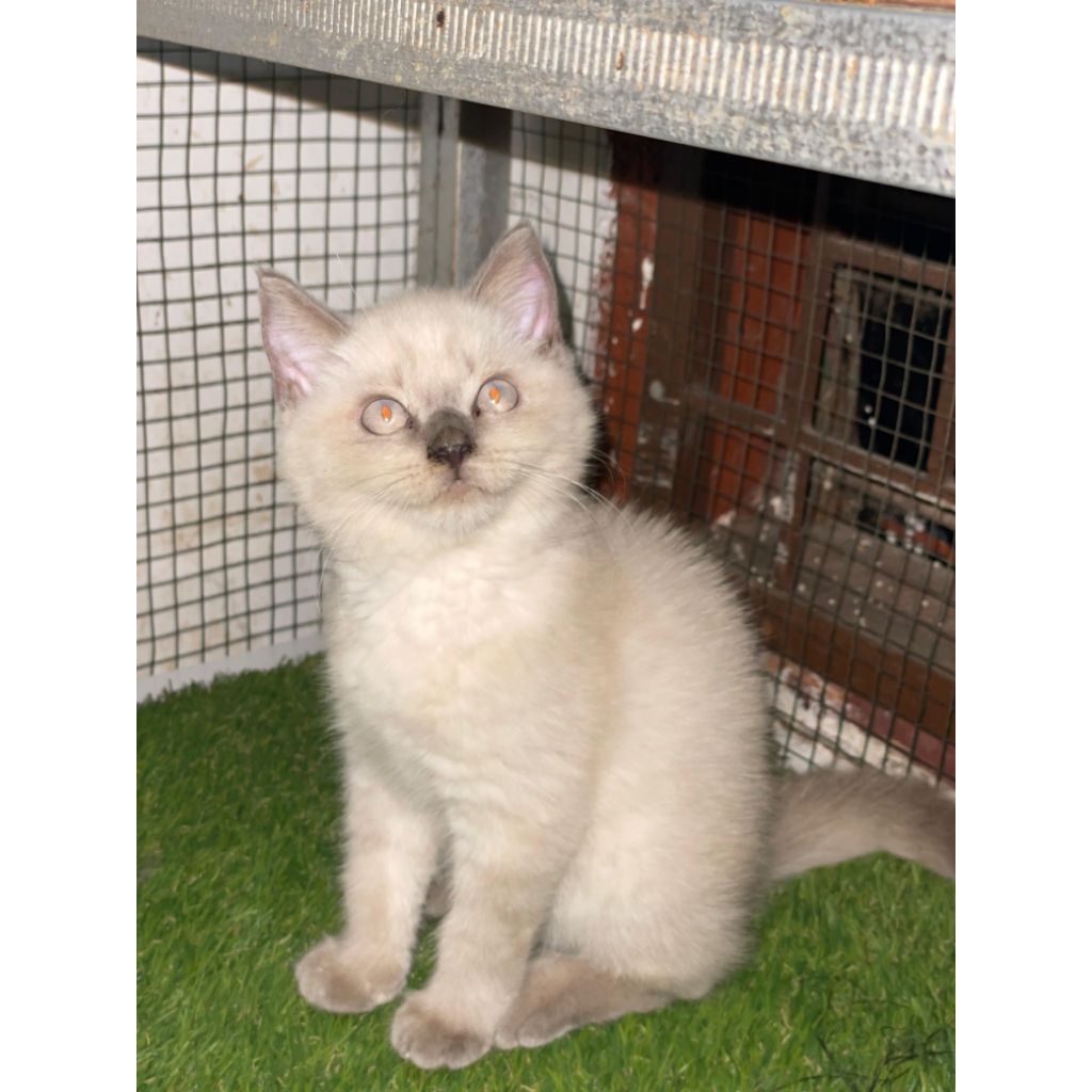 British Short Hair Sealpoint