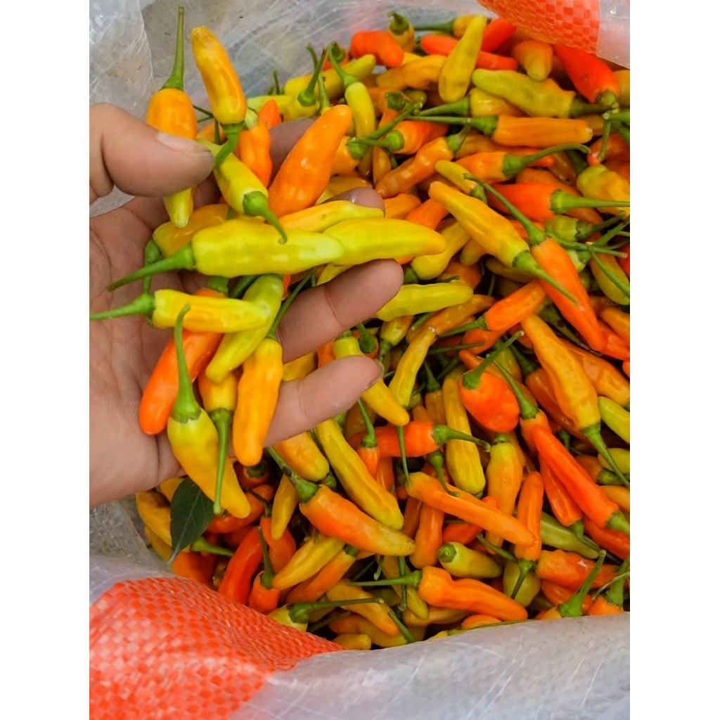 

Cabai Rawit Merah Segar