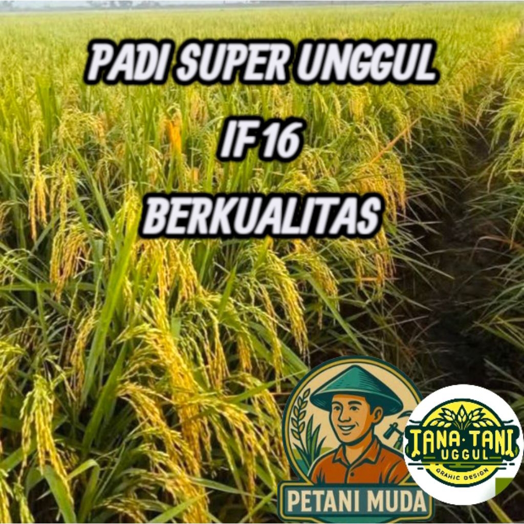 Benih bibit padiPaling laris  IF 16  kulitas unggul 1kg