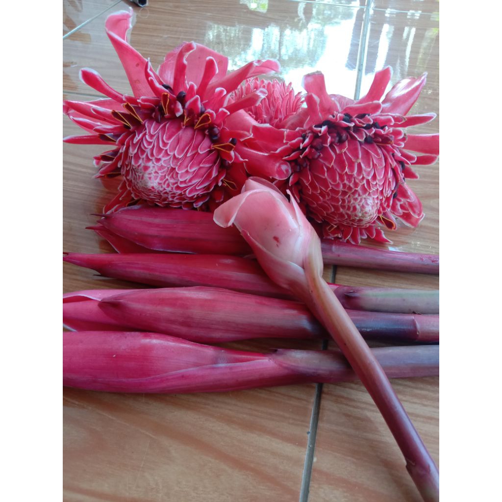 

Bunga Kecombrang Segar/Rombeh/Bunga Honje