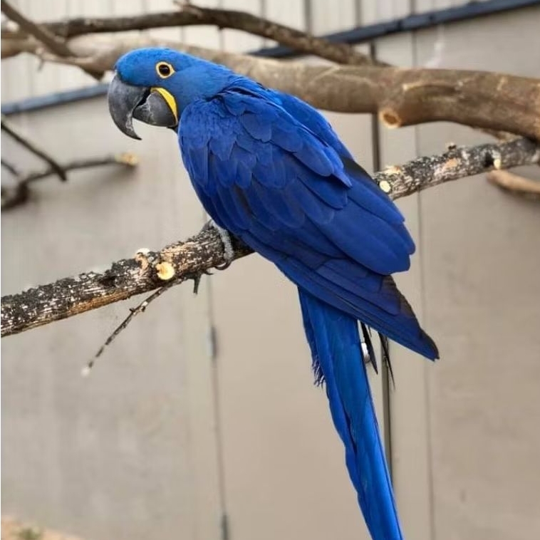 telur burung 2 butir Macaw Hyacinth dijamin siap tetas