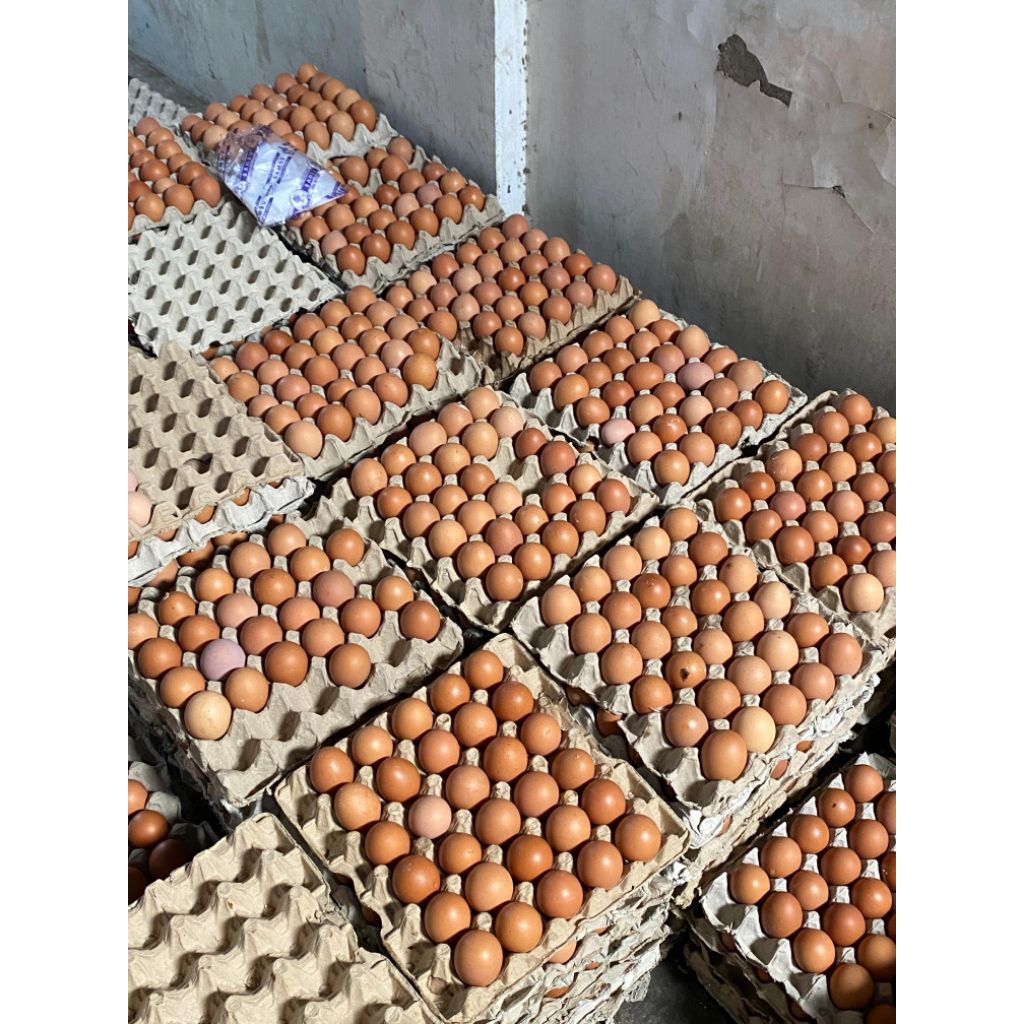 

Telur Ayam Omega 3 [30 butir]