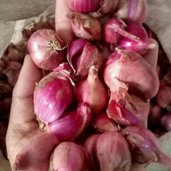 

Bawang merah garing racak besar kemasan 1 kg