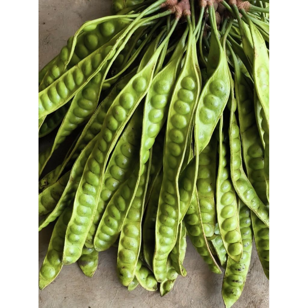 

PETE / PETAI MUDA manis, renyah isi 10 papan