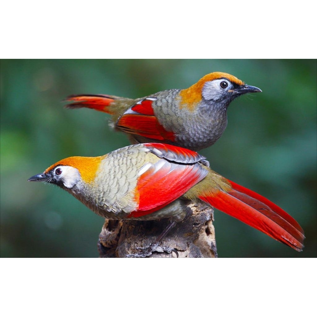 

telur Poksay merah Vietnam jaminan fertil siap tetas