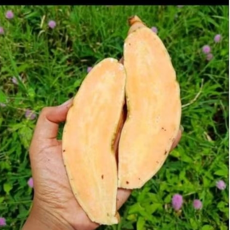 

Ubi Madu Segar Organik 1 Kg Free Ongkir