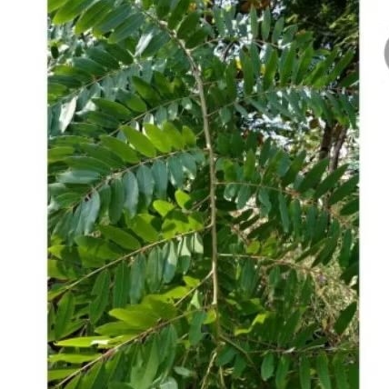 

Daun johar segar, daun johar organik fresh untuk malaria,gatal gatal, diproses saat order masuk, per500 gram