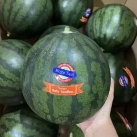 

Semangka bogatani sheedles manis tanpa biji jumbo -+1,2kg