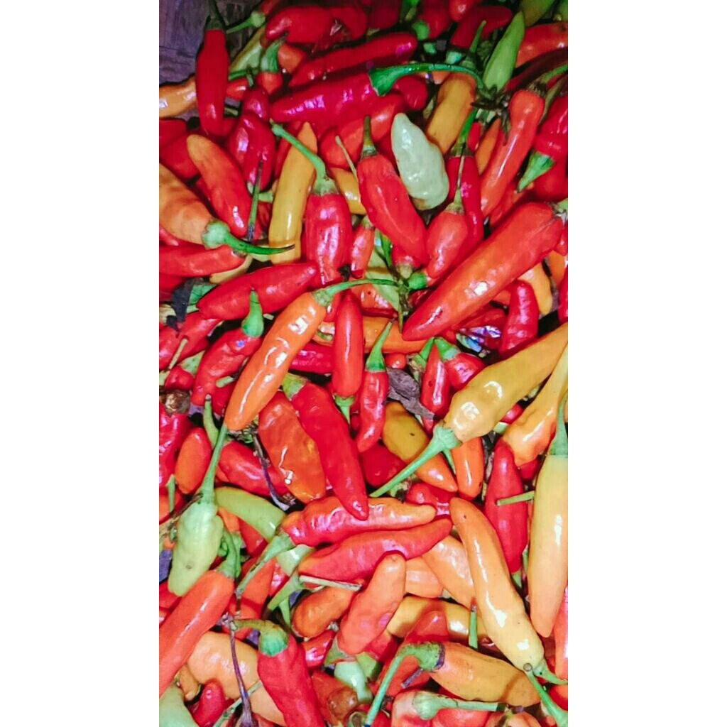 

Cabe Rawit Setan Merah Asli 100% Fresh