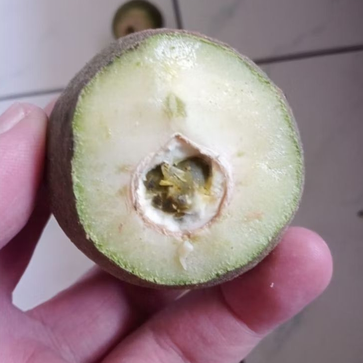 Kemiri Adu Muncang Adu Obral Anak Denpom Cangklongan Hulbun Carambang