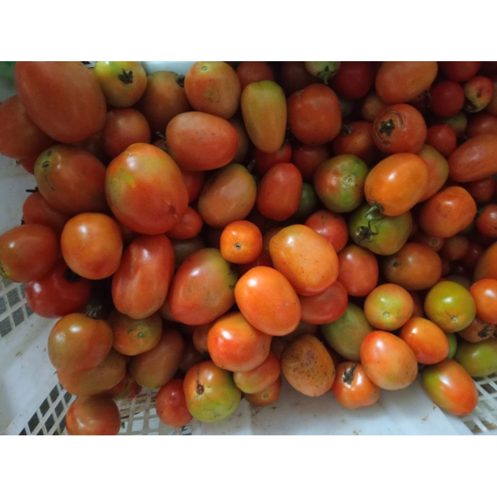 

Tomat segar 1 kg