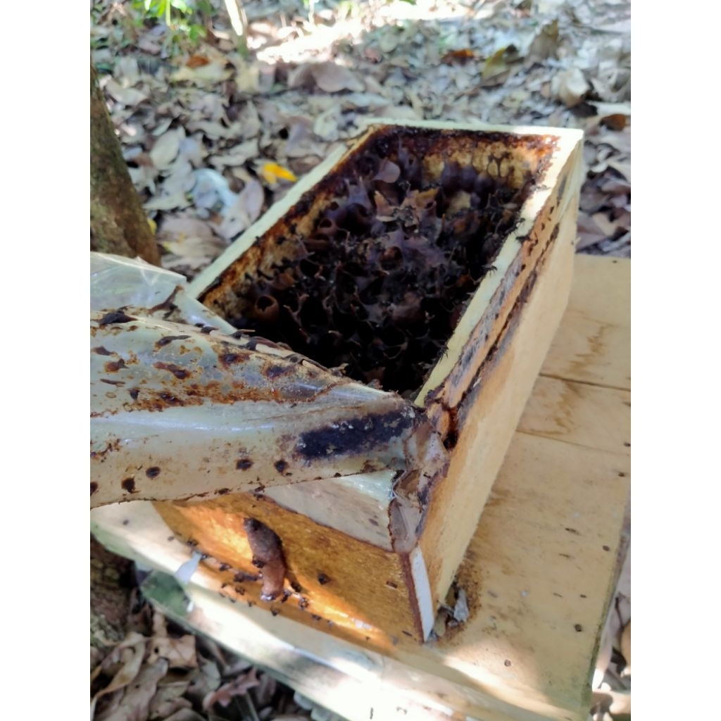 KOLONI LEBAH KLANCENG/KELULUT, KOLONI SEDANG