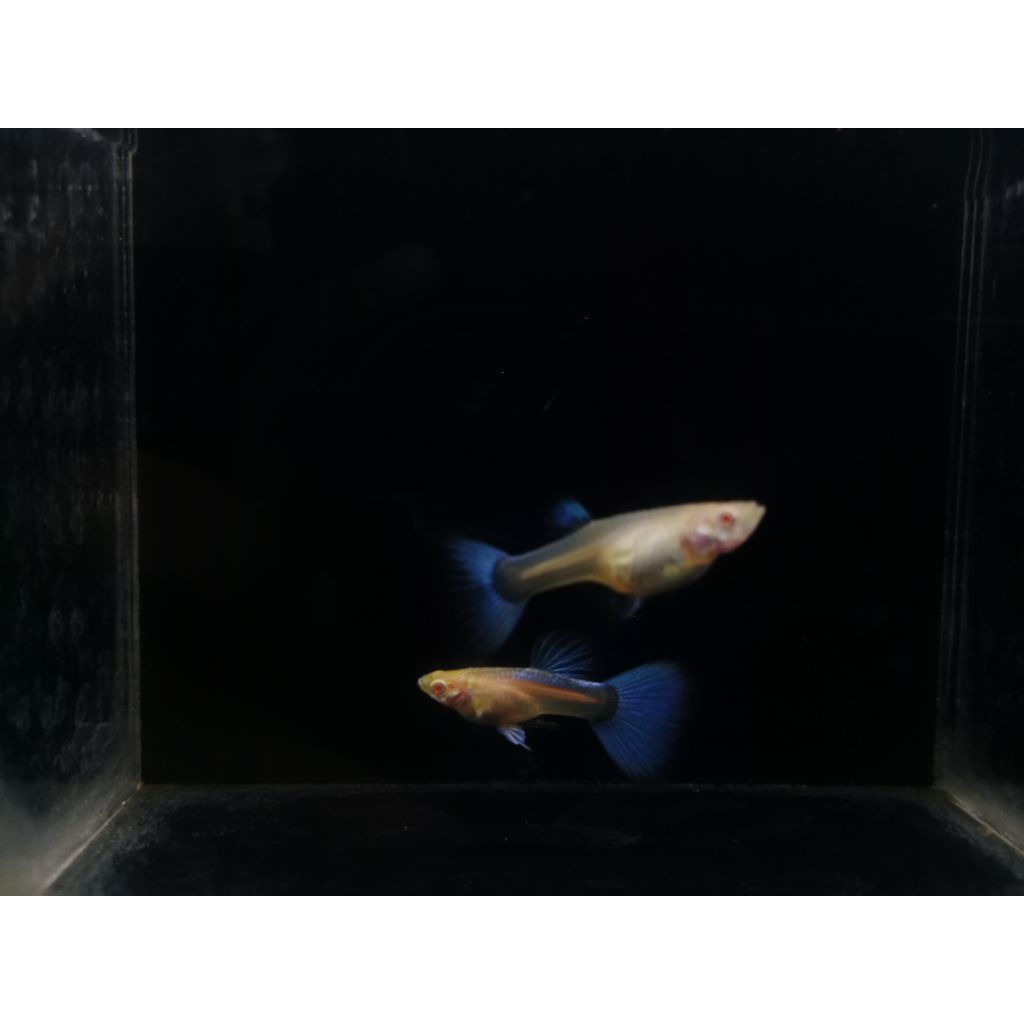 Hiasan Aquarium Gupy Sky Blue (sepasang)