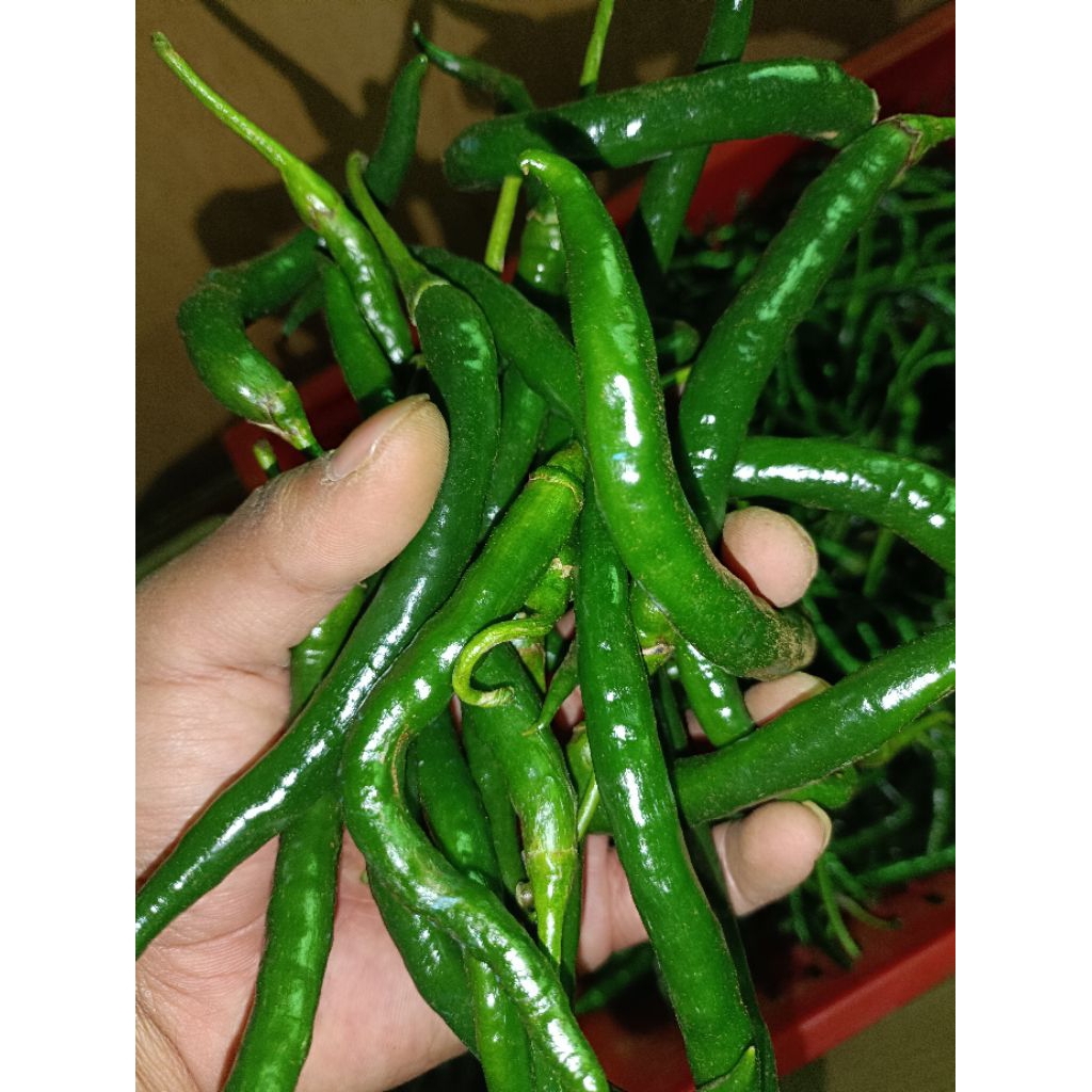 

cabe kriting 1kg berkah sayur