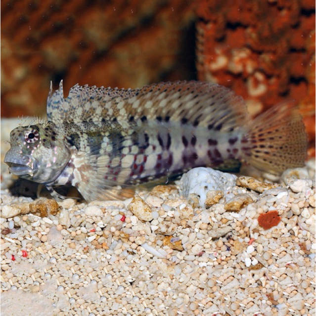 ikan jabing glodok pemakan lumut cleaning crew