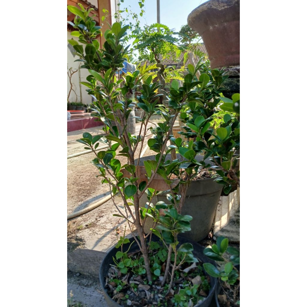 beringin compacta ori