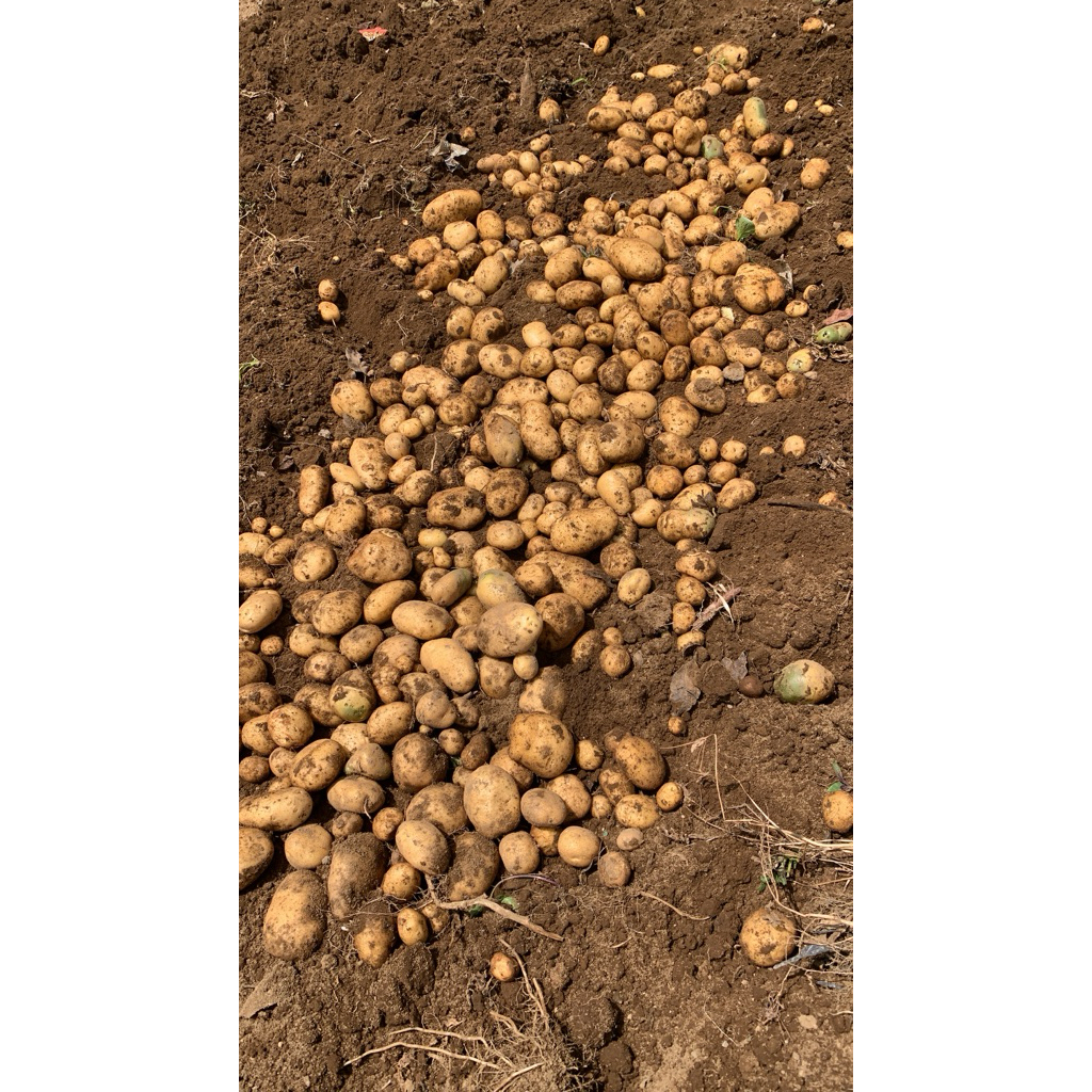 

kentang Dieng SIZE PL diameter 5 7 cm GROSIR