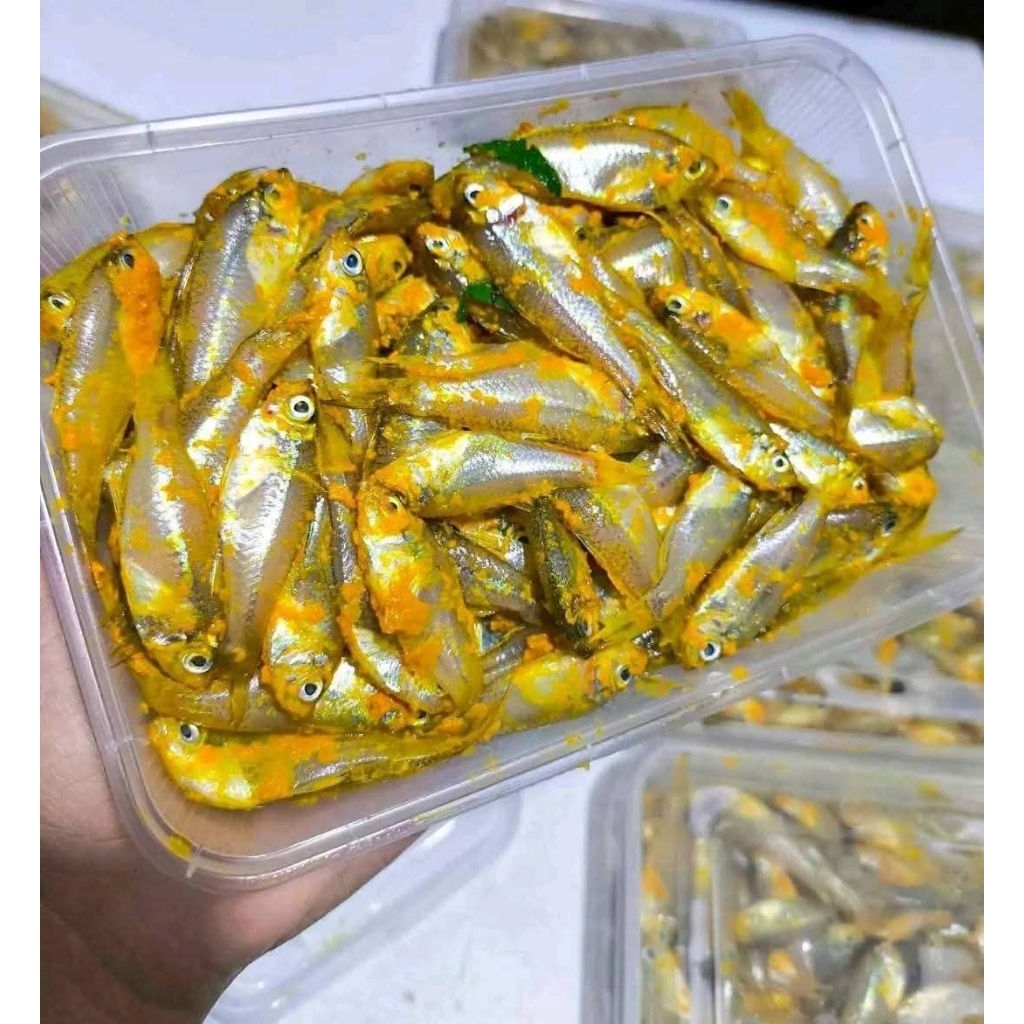 

IKAN WADER MARINASI