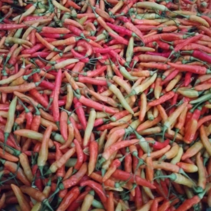 

cabai rawit merah1kg