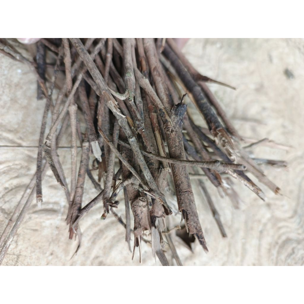 Ranting Kayu Bakar 1 ikat