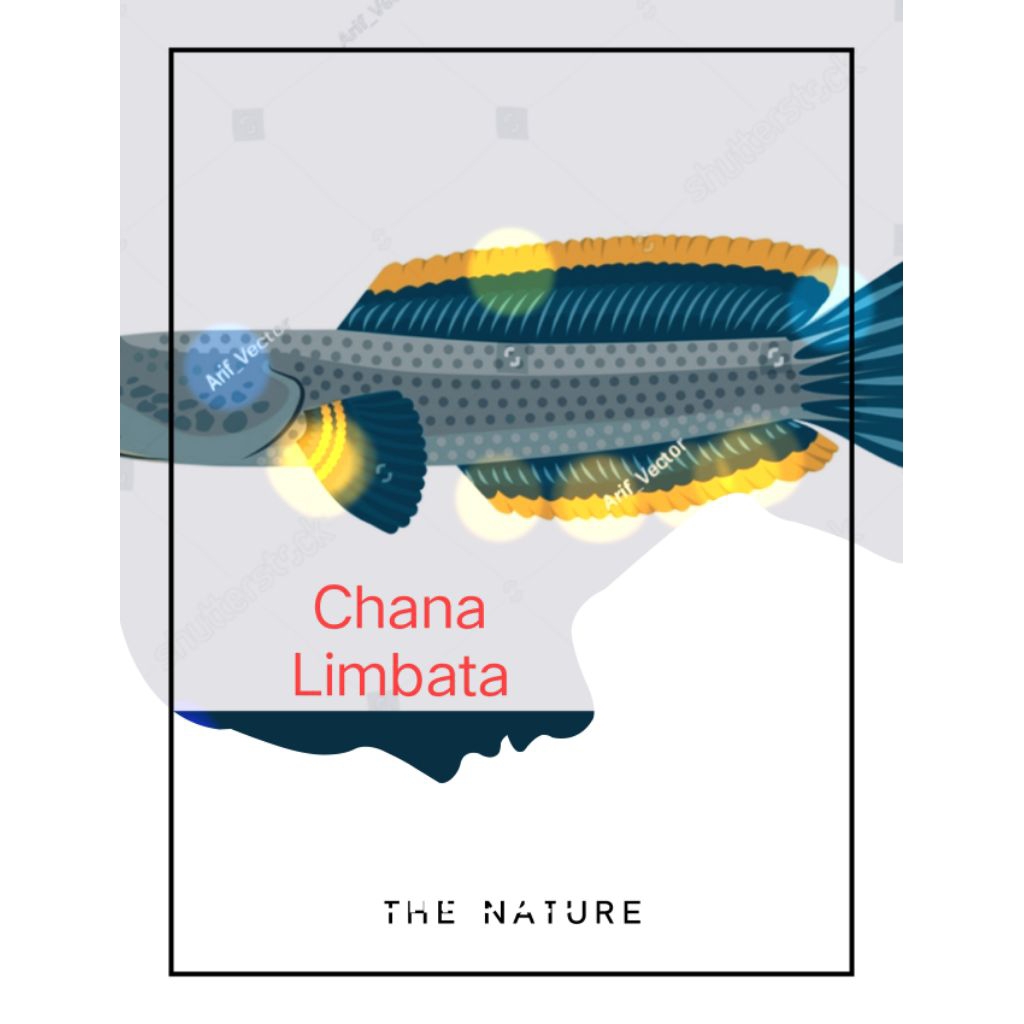 limbata lawu size 10cm