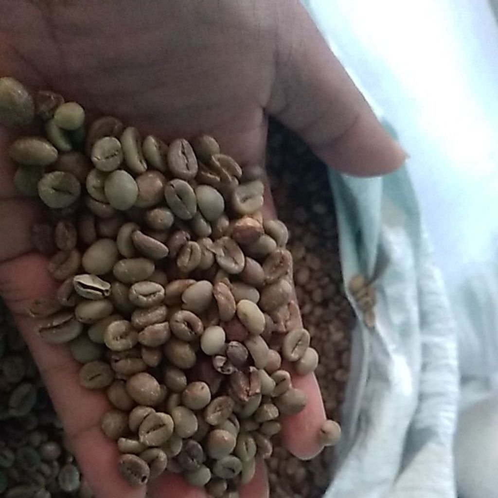 

biji kopi robusta temanggung belum sortir