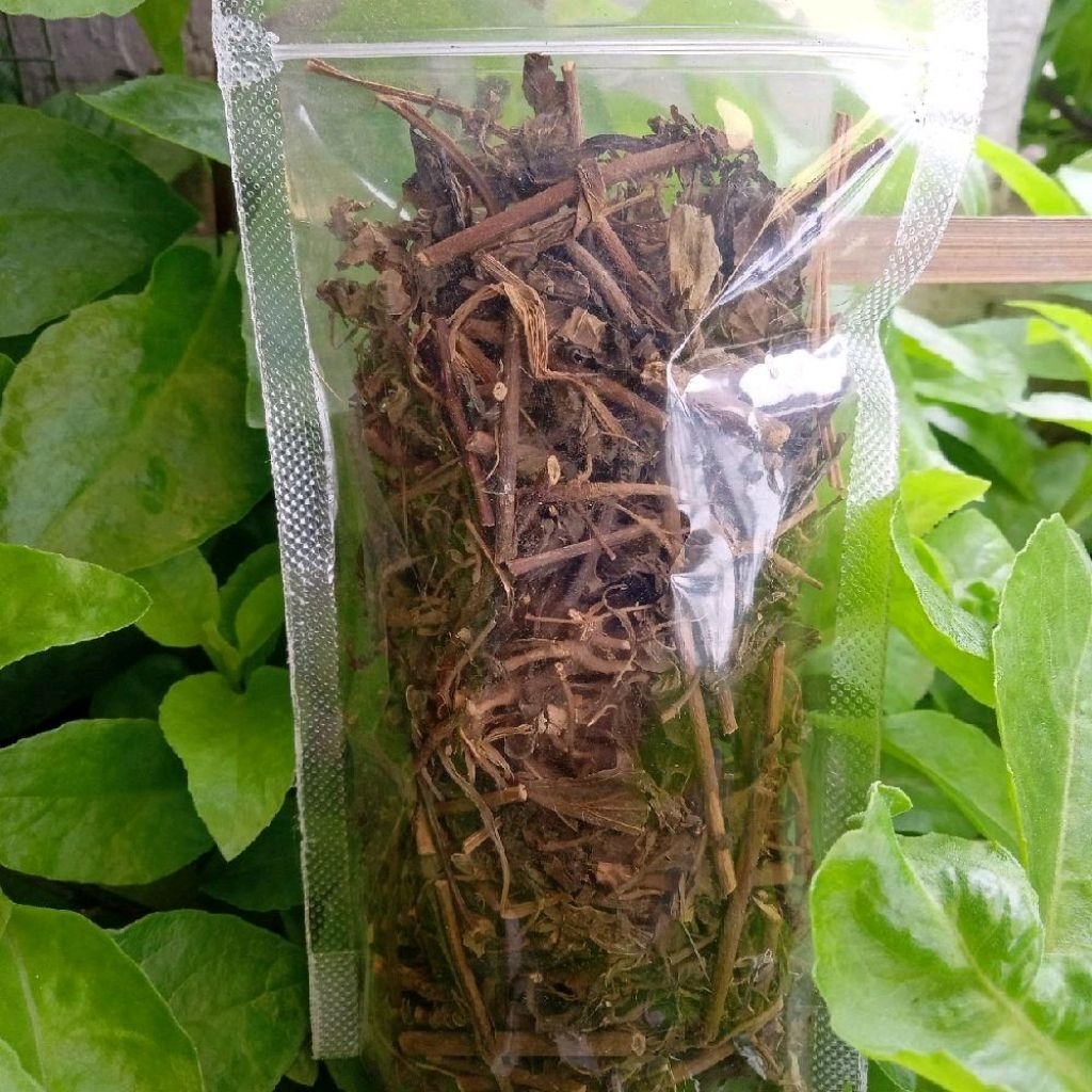 

Daun Kumis Kucing-Kumis Kucing Kering-Herbal Kumis Kucing-Orthosiphon Aristatus