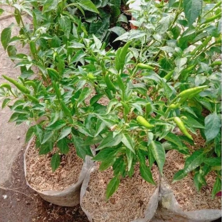 Pohon cabe rawit hijau / Tanaman cabai rawit hijau / Cabe rawit