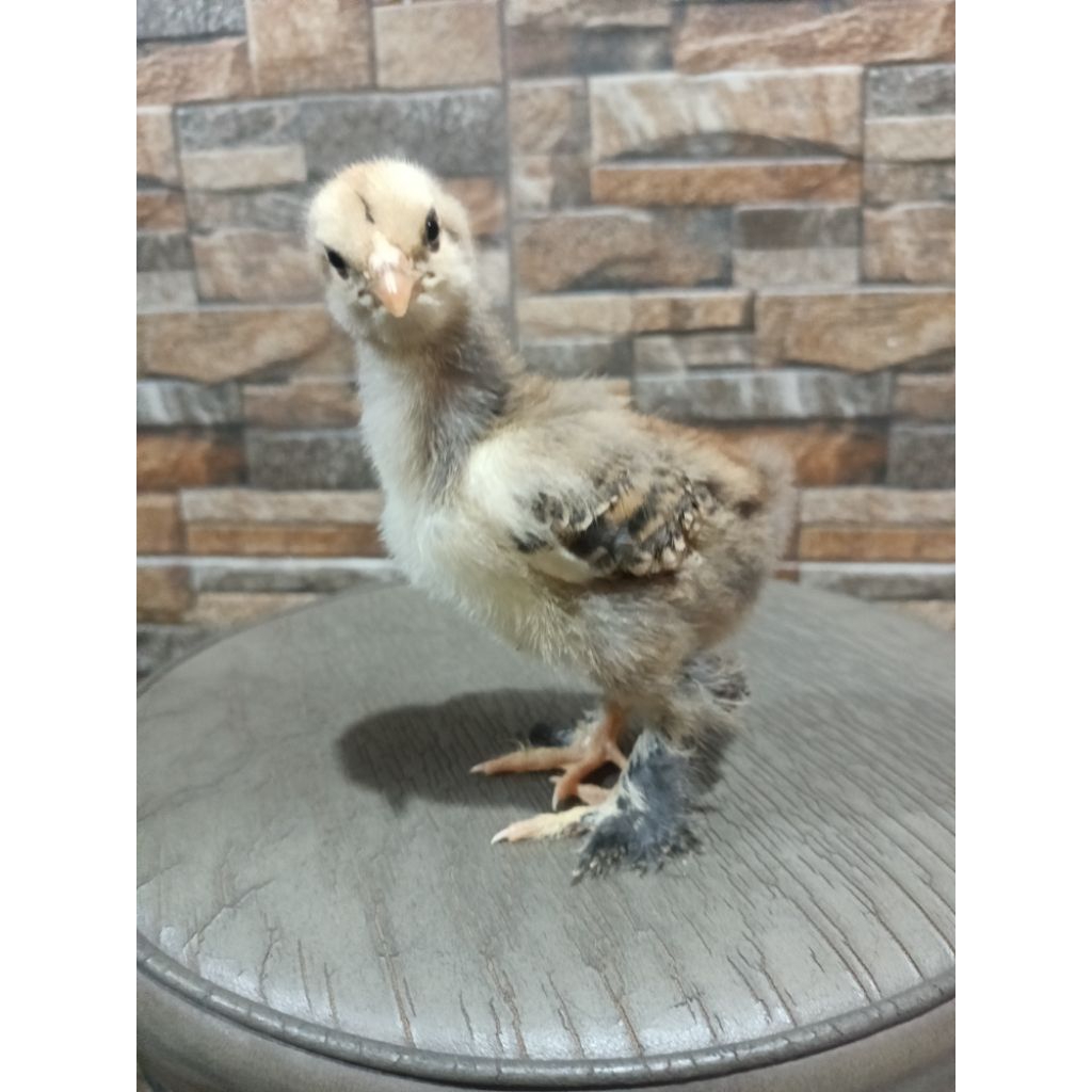 

anak ayam Brahma asli