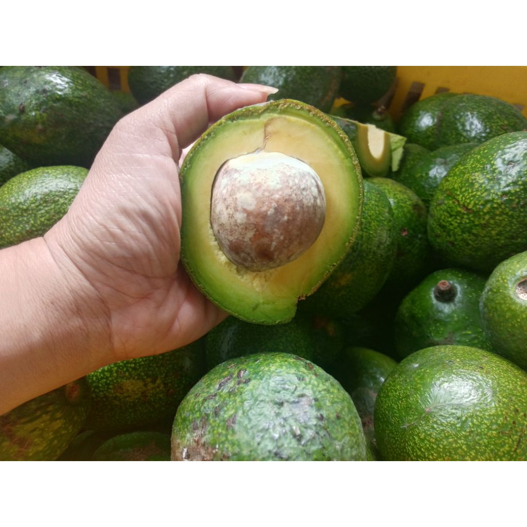 

alpukat mentega paket 3kg