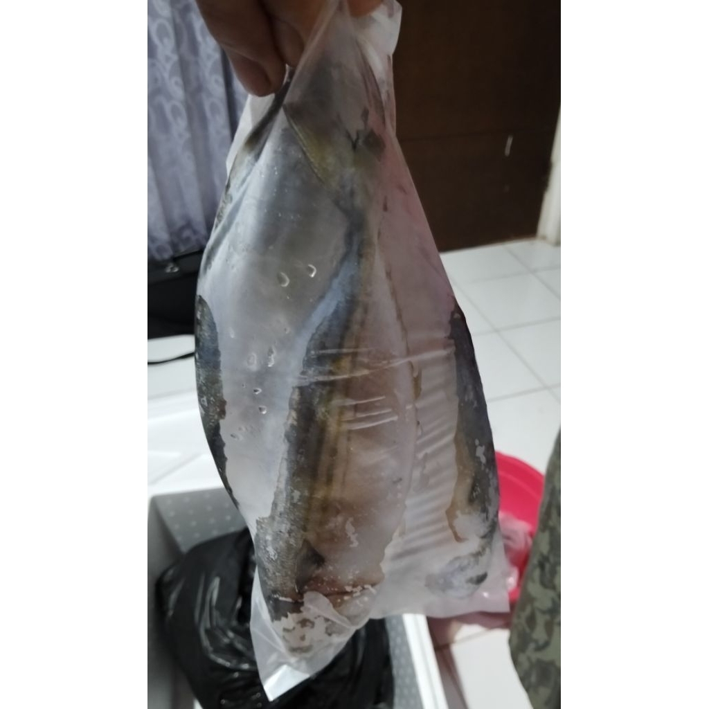 

Ikan segar gembung banjar 250gr