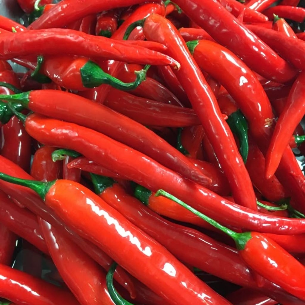 

CMB cabe merah besar segar jumbo lokal 1kg | lombok abang | lombok abang gede 1kg | cabai merah besar