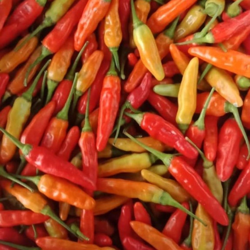 

CRM cabe rawit merah lokal | cabai rawit merah 250gr | lombok kecil | lombok cilik | lombong abang cilik | caplak | cengek fresh