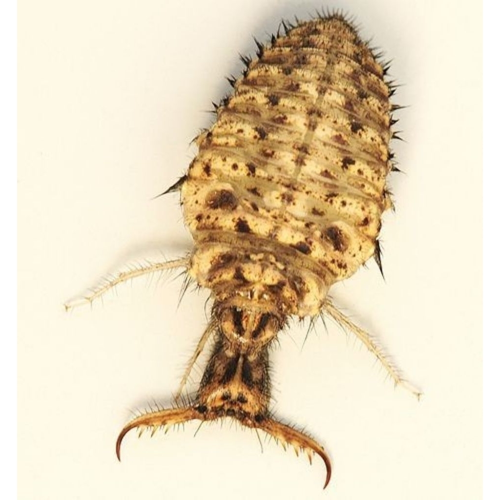 

Paket 100 biji Undur undur hidup herbal