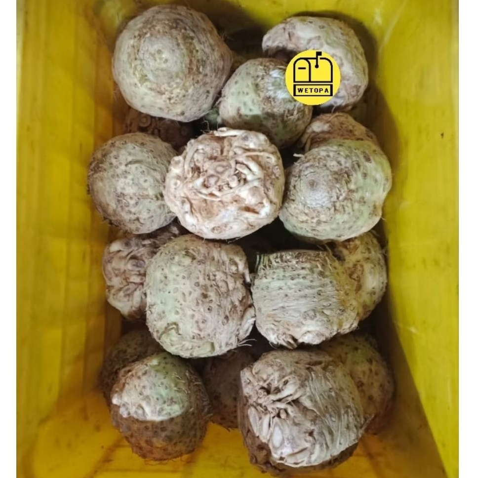 

AKAR SELEDRI IMPORT AUSTRALIA 500GR