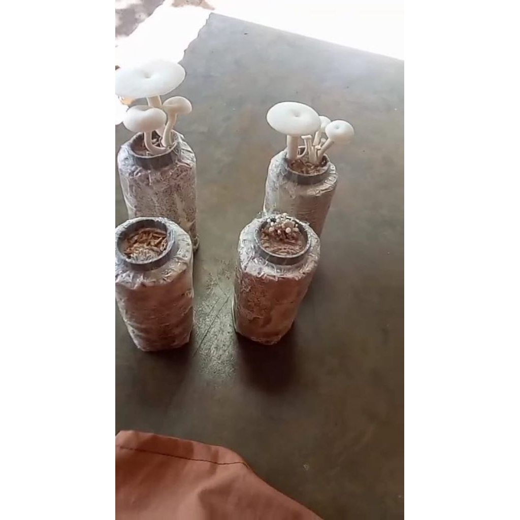 Media tanam bibit baglog jamur tiram putih