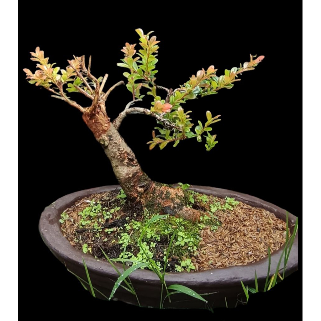 bonsai bahan santigi gunung mikro