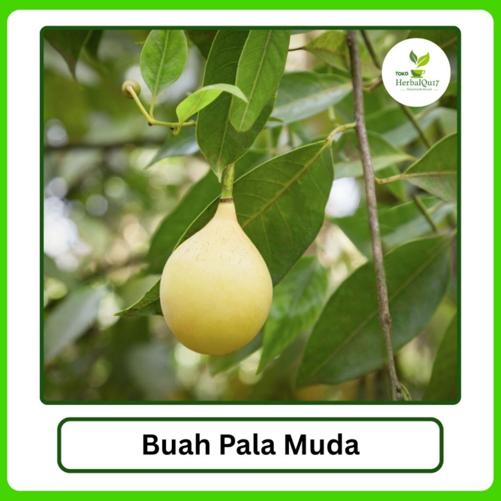 

Buah pala muda /pala gelondongan 1 kg bulat utuh atasi radang usus