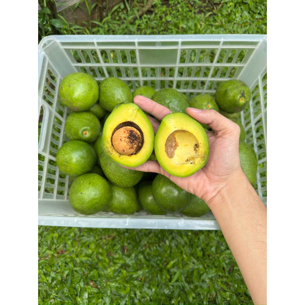 

Alpukat Mentega Lokal Avolas Isi 4-5 per 1Kg