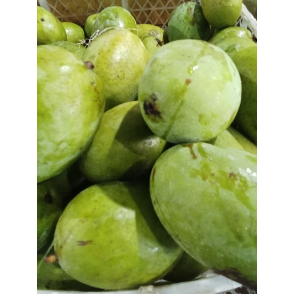 

satu kg mangga kweni segar mangga langka kaya manfaat