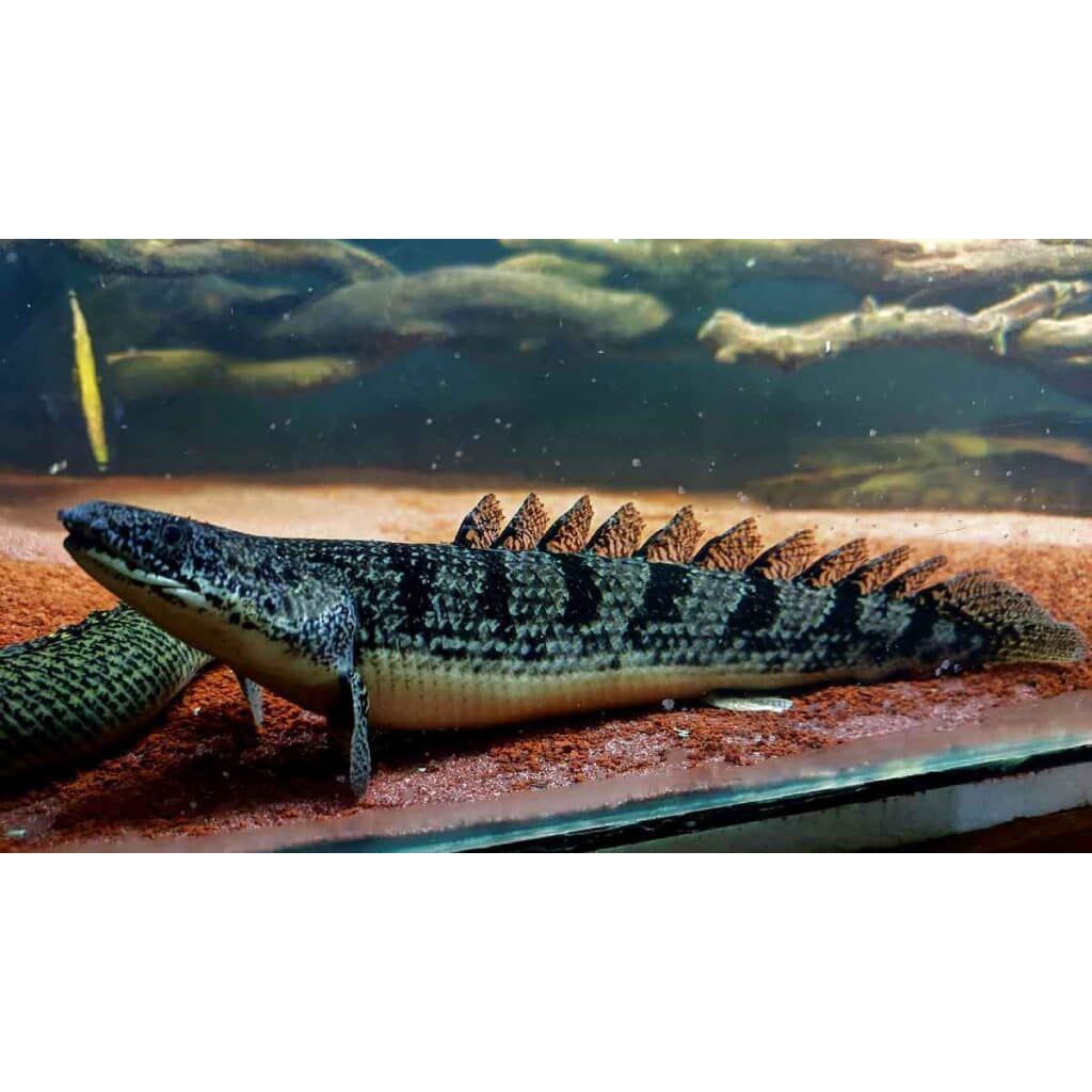 Palmas delhezi GARANSI 100% Pengiriman