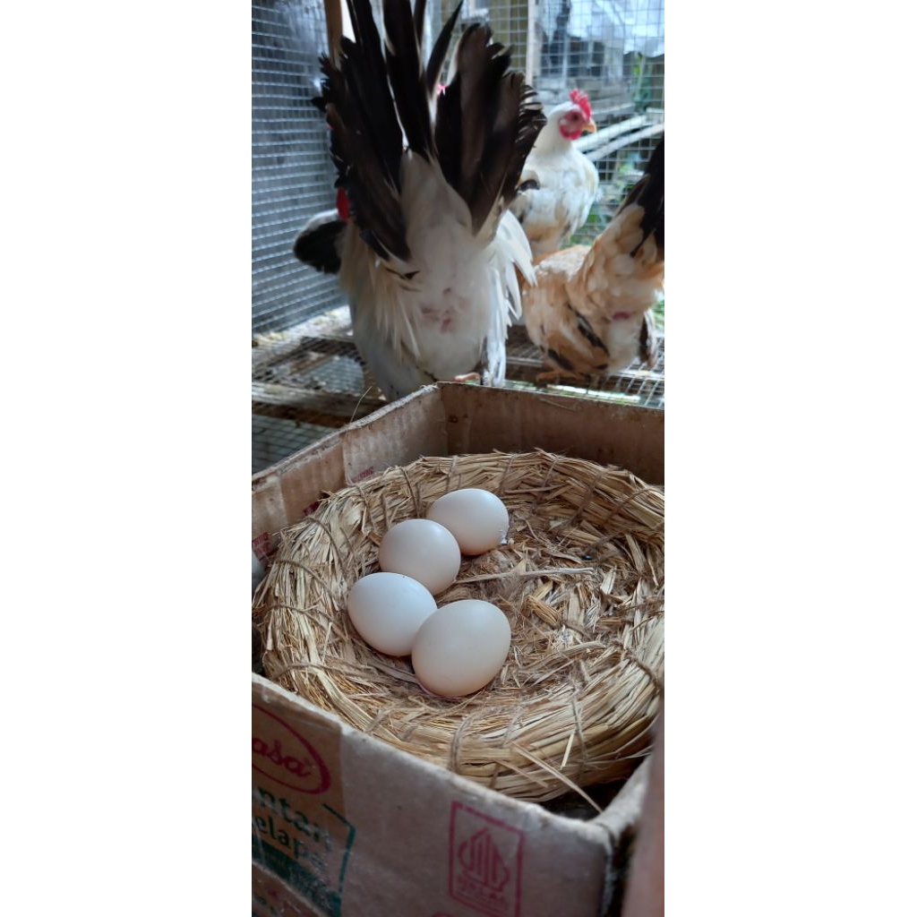 

Telur Tetas Ayam Chabo Black Tail