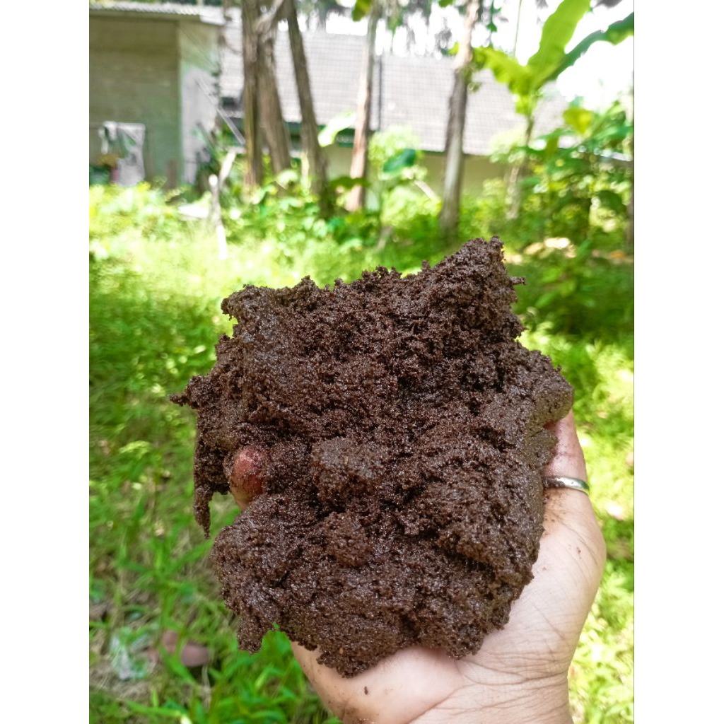 kamlang basah salmon pertama di Indonesia - kamlang ayam juara - kamlang gold - vitamin ayam aduan -